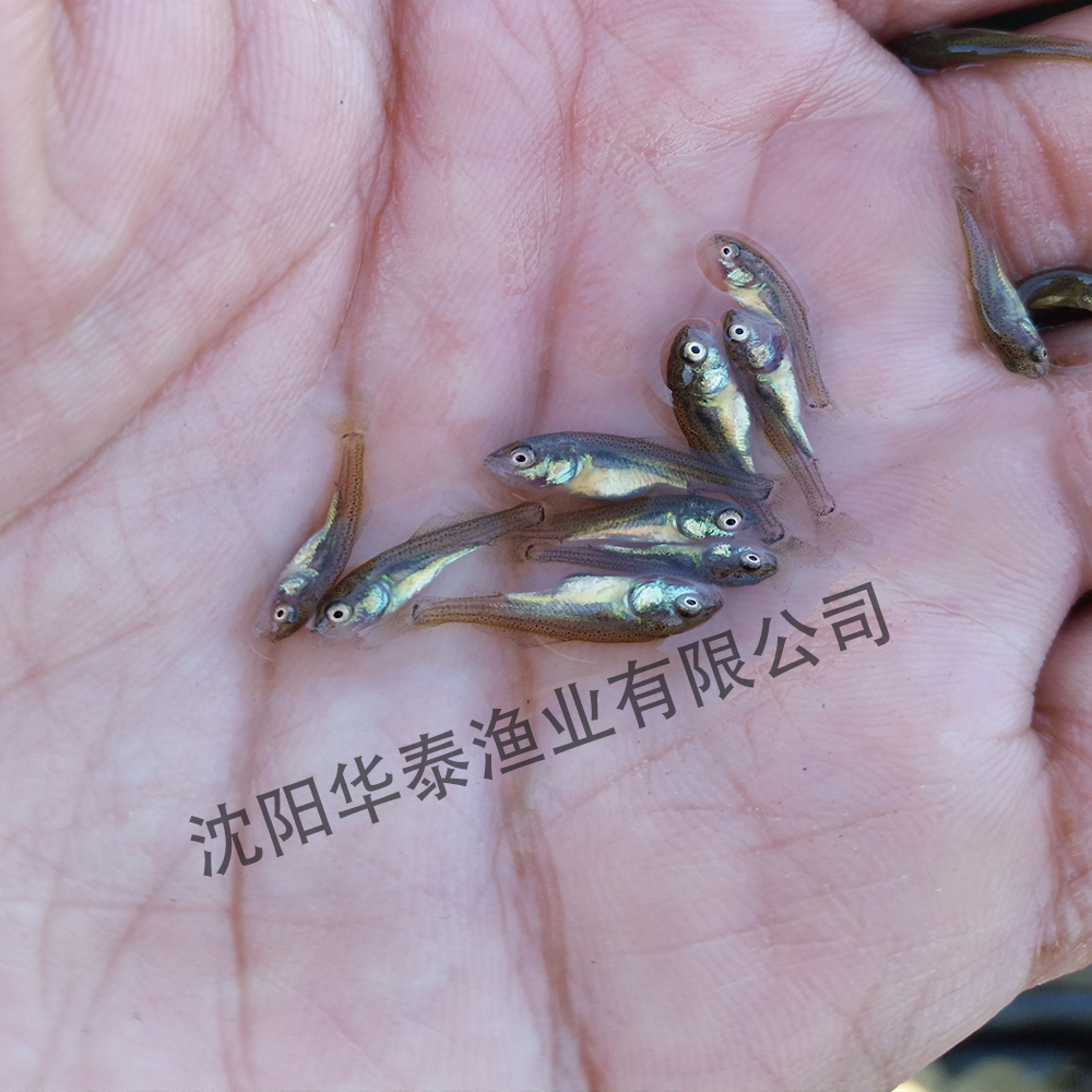 &#24320;&#20113;&#32593;&#39029;&#29256;
